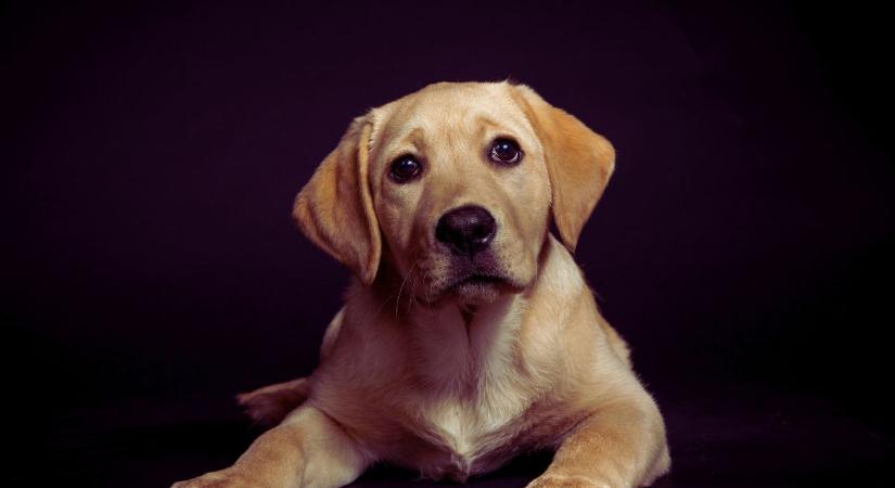 Vakvezető kutya képzés Magyarországon: így segíthetsz te is