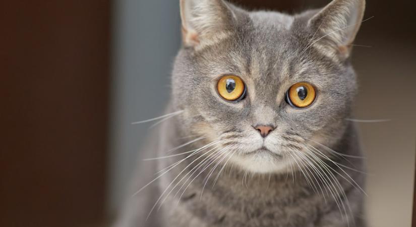 Érti a macska, amikor haragszunk rá?