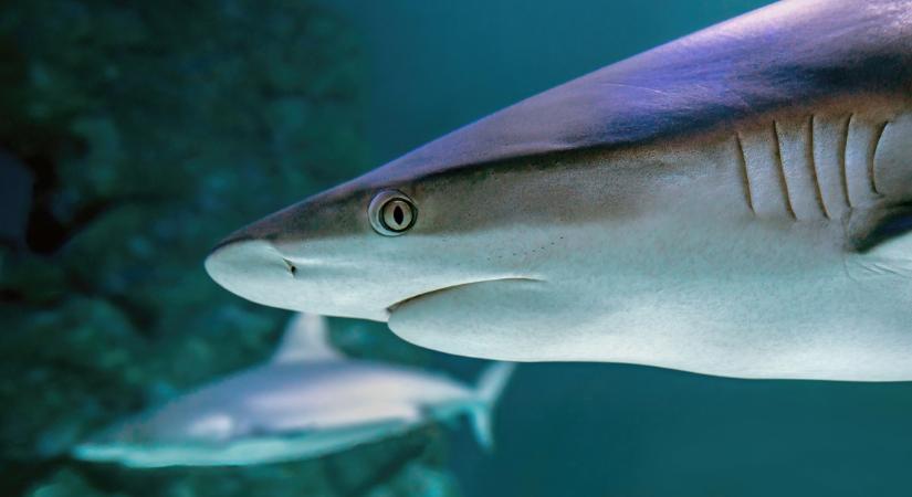 Komoly gondot jeleznek a bahamai „kokaincápák”