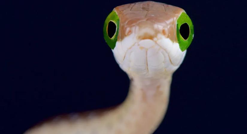 A tudós, akit megmart egy kígyó, és a méreg hatását dokumentálta, míg bele nem halt