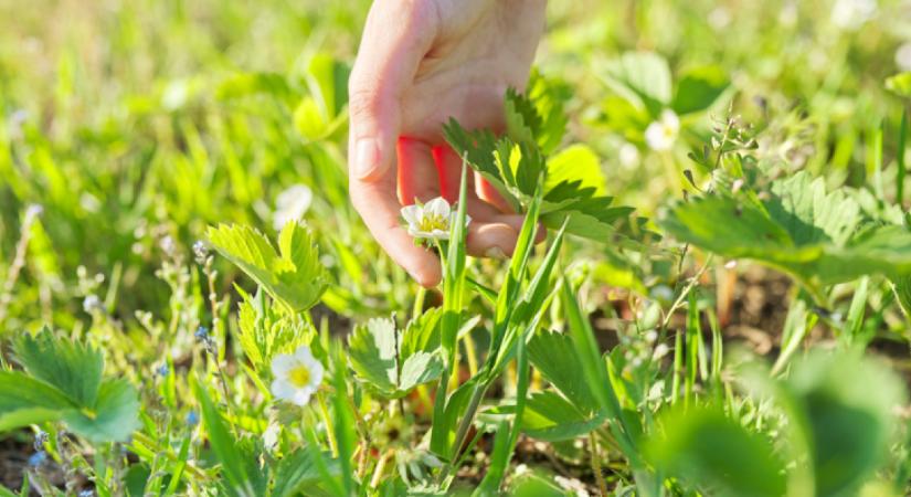 Íme, az 5 perces vegyszermentes trükk, ami végleg elűzi a gyomokat a kertből