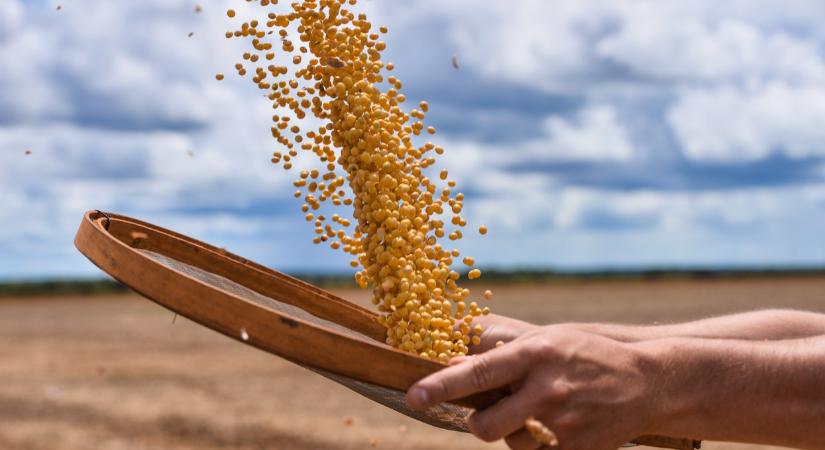 A magyar földek új sztárjának hitték: most egyre többen mondanak le róla