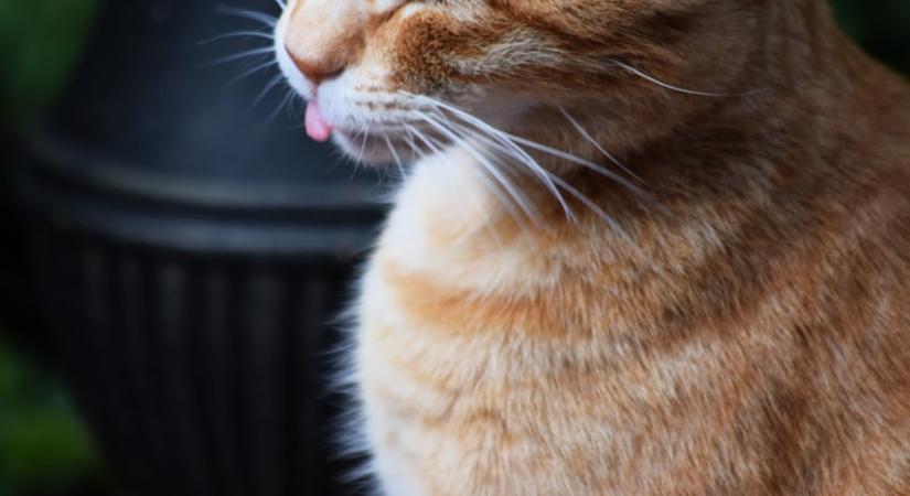 Miért nyalogatja a macska a kezünket?