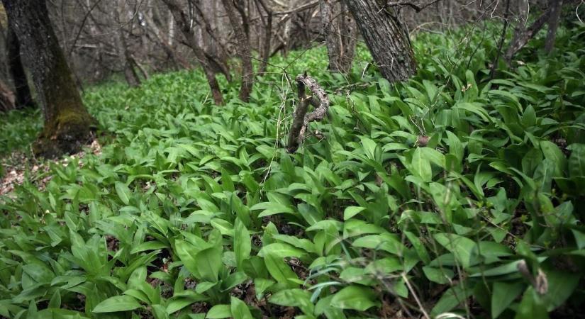 Csodahelyek Baranyában: 5 tuti tipp, ha kirándulnál a természetben!