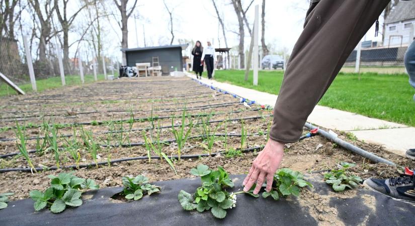 Ha jön az áradás, jön a 44 tonnás kamion is: így mentik a házukat a szolnoki tulajdonosok – videóval, galériával