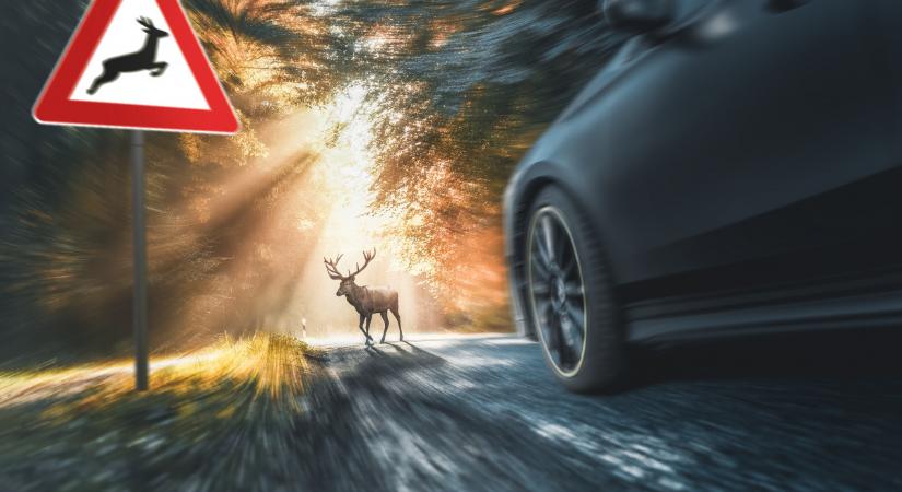 Több tízmilliós kárt okozott egy őz egy sportautóban
