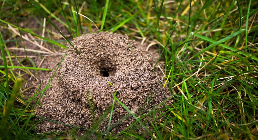 Tele van hangyákkal a kerted és a házad? Itt a megoldás!