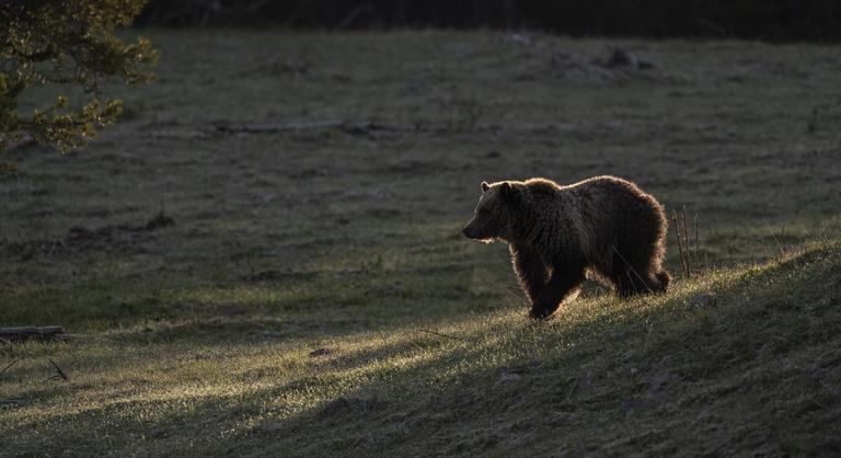 Egy olasz erőd fogságából menekítenék ki Papillont, a magyar barnamedvét
