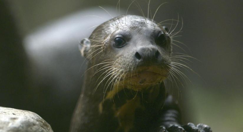 Negyven új vándorló állatfajt helyeztek nemzetközi védelem alá a világon