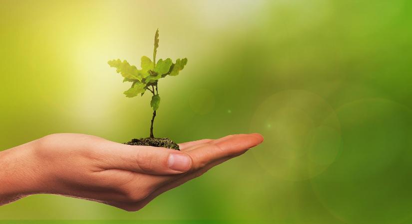 Városierdőt ültettek Tatán