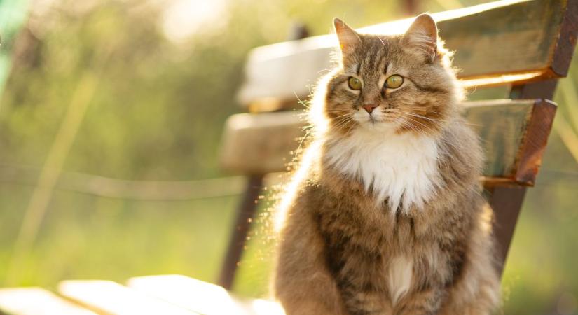 A legelhivatottabb felügyelő