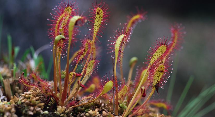 Húsevő növény él egy magyar falu határában: csak kevesen láthatják