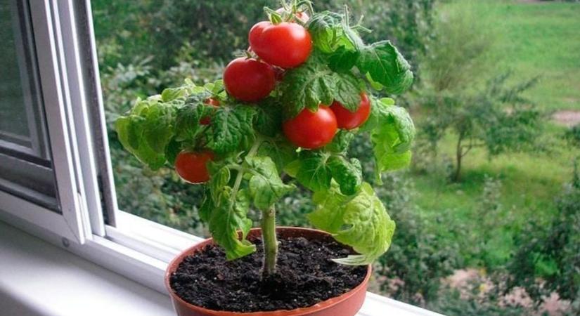 Kilójáért 2000 forintnál is többet kifizetünk, amikor otthon töredékéért megtermelhetjük