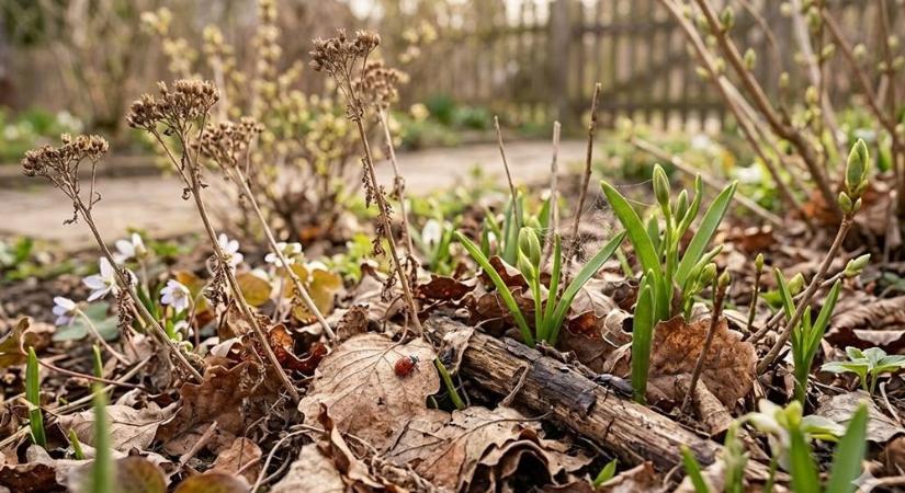 Nem minden száraz levél szemét: mit hagyj még békén tavasszal a biodiverzitás miatt?
