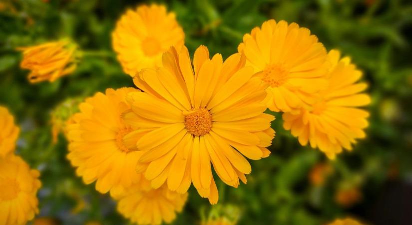 Nagyon gyorsan nő! Így ültesd és gondozd a körömvirágot a kertben