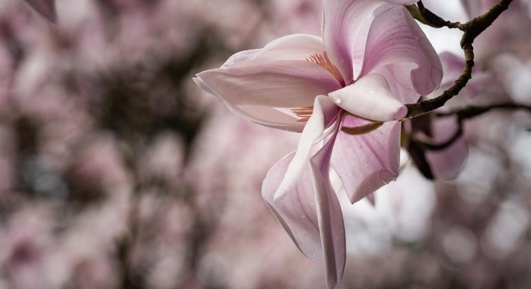 Mekkora baj, ha elfagytak a magnólia virágai?