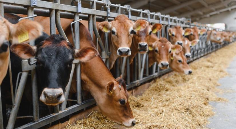 Nem csak legel – egy tehén viselkedése meglepte a kutatókat