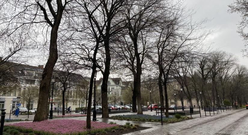 Jobb ha felkészülünk, ez vár néhány 100 éves fára