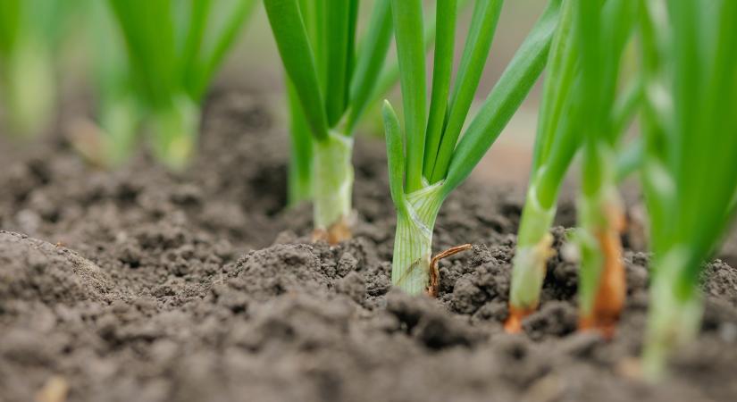 Sárba ragadt a vetés, késik a piacról a spanyol vöröshagyma