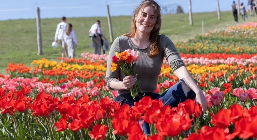 Tavaszi virágözön a Balatonnál – áprilisi tulipánszüret két helyszínen