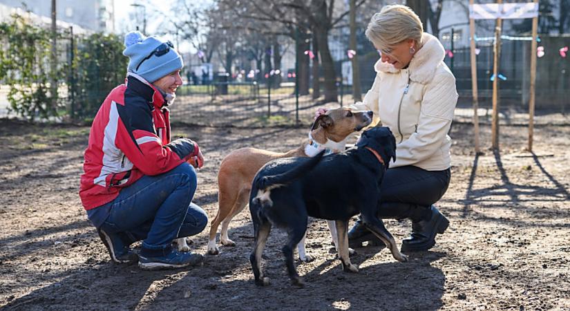Elindult a kötelező eboltás Debrecenben