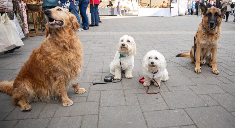 Fontos határidőkre hívják fel a debreceni állattartók figyelmét