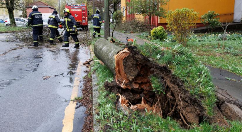 Többtonnás monstrumot csavart ki tőből a szélvihar: teljesen elzárta az utat az autósok elől