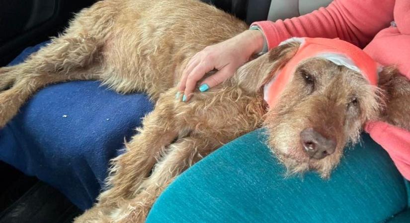 Brutális állatkínzás Pátyon: Egy akácfával verték szét a 14 éves világbajnok vizsla fejét