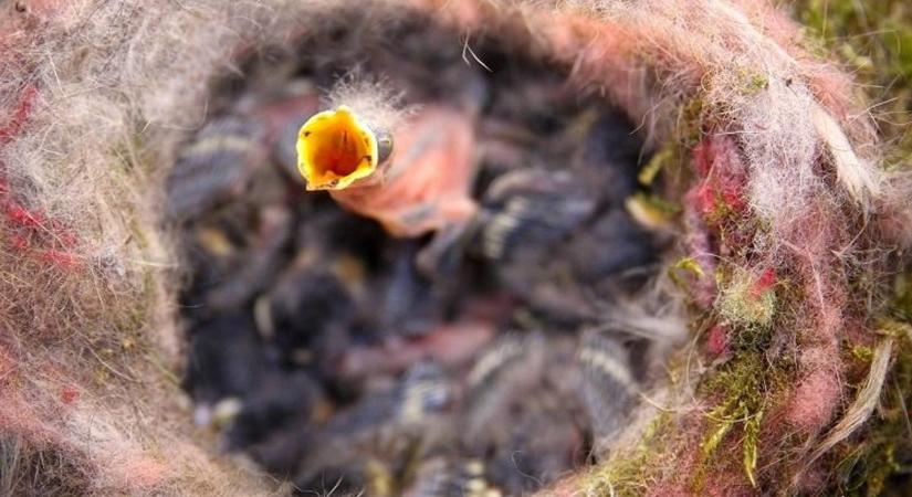 Áprilistól tilos a madarakat etetni: a jó szándék veszélyes lehet