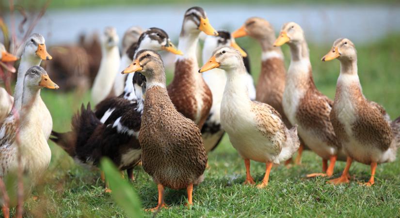 Riasztást adtak ki a rettegett vírus miatt: hiába volt a kötelező oltás?