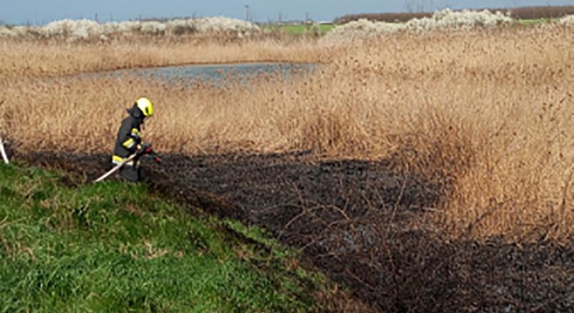 Lángoló nádas és fóliasátor: mozgalmas hétvégéjük volt a tűzoltóknak