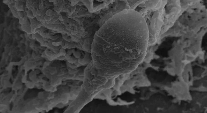 Figyelmeztetnek a tudósok: nehezebb lehet gyereket csinálni az űrben, mint eddig gondoltuk