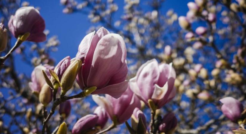 Sosem fog virágozni a gyönyörű növény, ha ezt csinálod: sokan elrontják