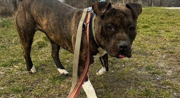 Gazdikereső: Vecna, aki szeretetre és mozgásra vágyik