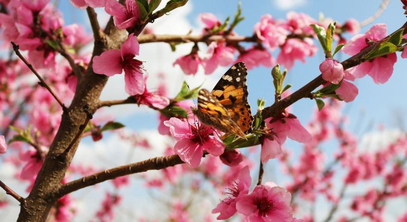 Agrometeorológia: négy hét szárazság után érkezett meg a várva várt csapadék