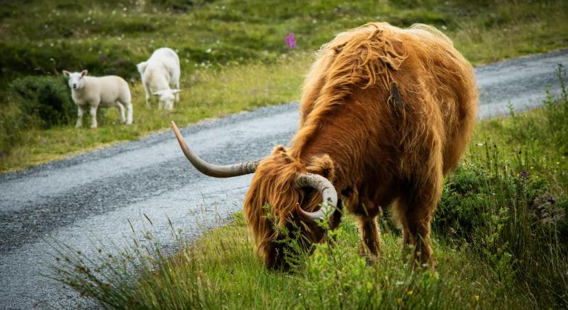 Óriási blama: kínai busszal reklámozták a skót felföldi közlekedést – mindenki kiakadt