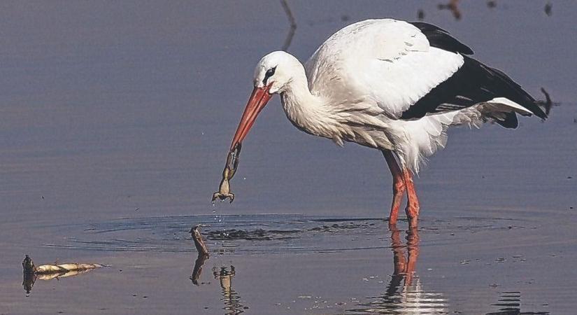 Megérkezett az első gólya!