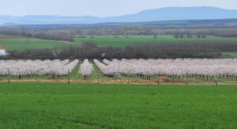 Tavaszi virágzás a Gombosi Pálinkafőző ültetvényén