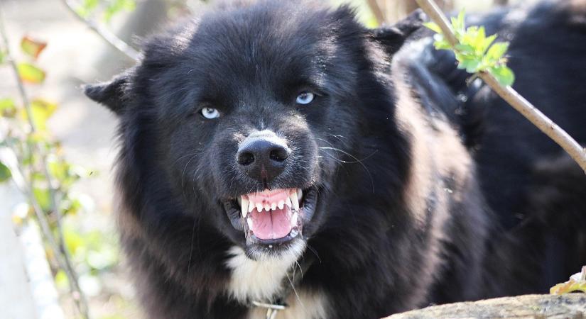 Öltek a kutyái – Úgy tűnik, nem elég a büntetése