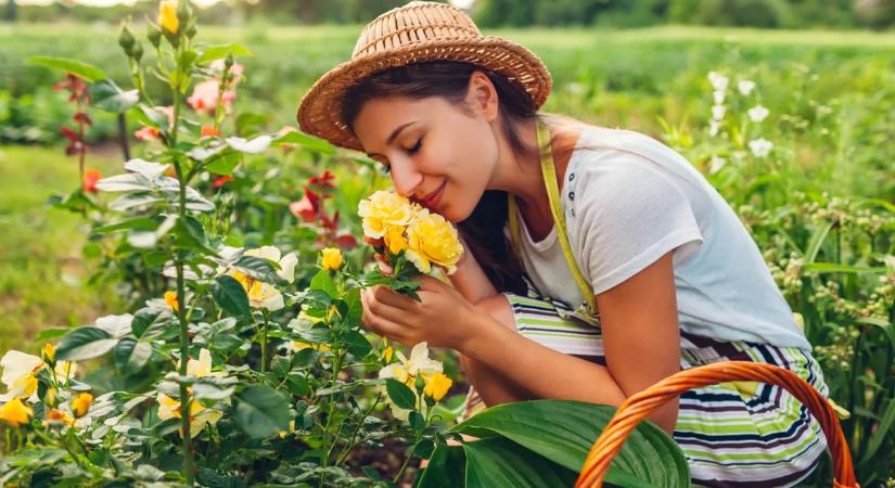 Így gondozd a rózsát, hogy egész nyáron virágozzon