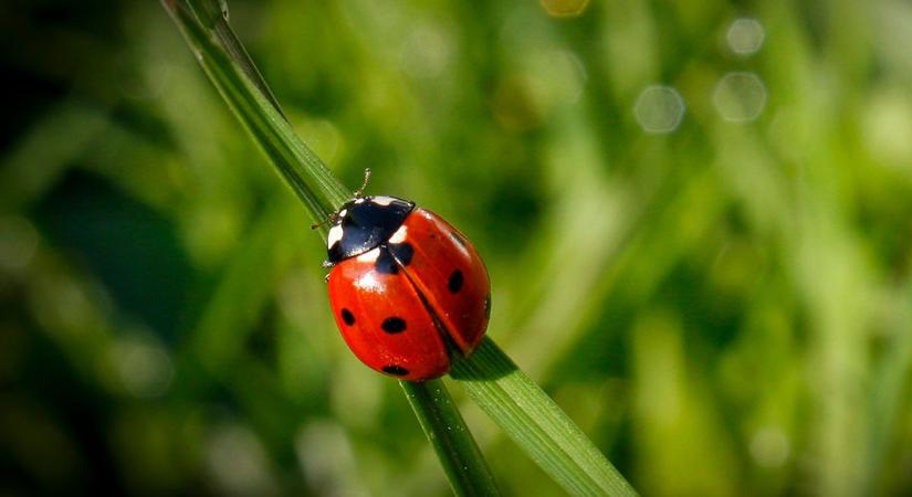 Szuperhősök a kertedben: 5 hasznos kerti állat, akit eszedbe ne jusson elüldözni