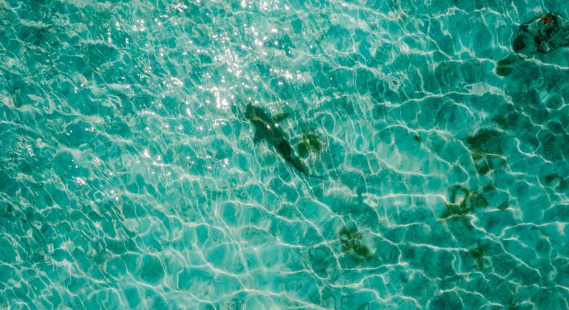 „A bal lábam a szájában volt” – így élte túl a 69 éves férfi a cápatámadást