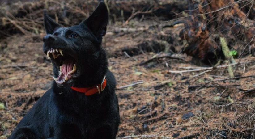 Brutális kutyatámadás Szentesen - A büntetés súlyosítását indítványozza az ügyészség