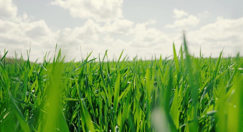 Hároméves csúcsot dönthet idén a brit búza