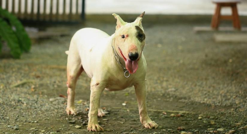 Lényegesen súlyosabb büntetést kértek a férfira, akinek a megvadult bullterrier kutyái halálra marcangoltak egy gyalogost