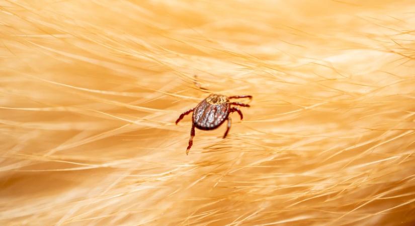 Kullancsszakértő: 41 fokos lázzal járó betegség bukkant fel, fokozott óvatosság indokolt