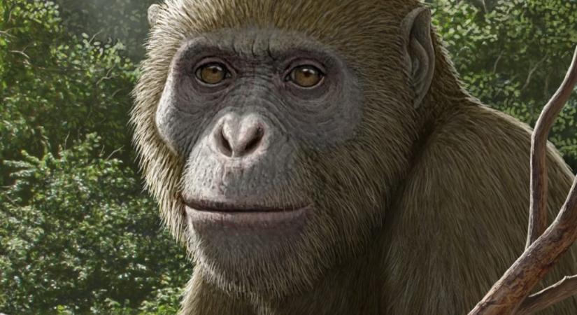 Az emberszabásúak legközelebbi közös ősét fedezhették fel