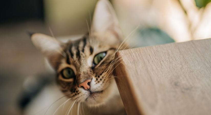 Ezért dörgölik a macskák az arcukat a sarkokhoz – több oka is lehet