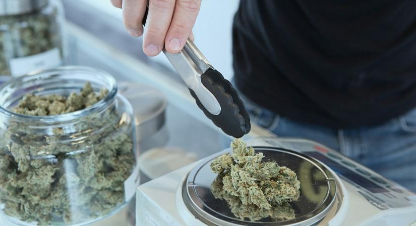 Több mint négy évtized orvosi eredményei sem igazolják az orvosi kannabisz jótékony hatását?
