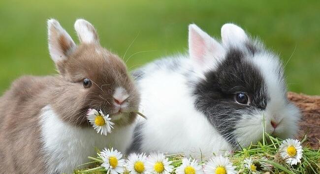 Most megnézheti, hogy mások mennyit költenek húsvéti ajándékra